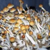 Alacabenzi