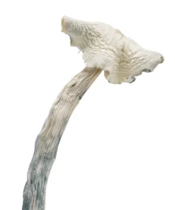 Albino Amazonian Magic Mushrooms