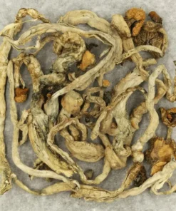 Apex Psilocybe Cubensis