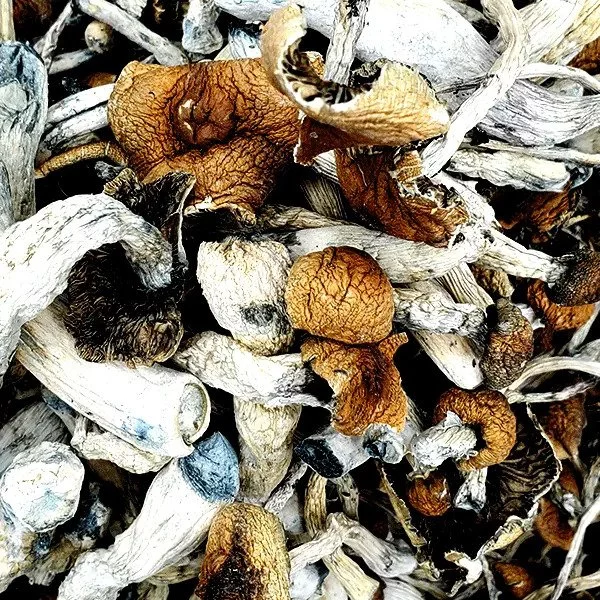 B Magic Mushrooms B Magic Mushrooms