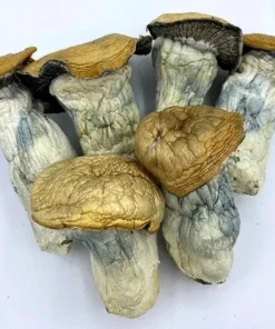 Godzilla Penis Envy Magic Mushrooms