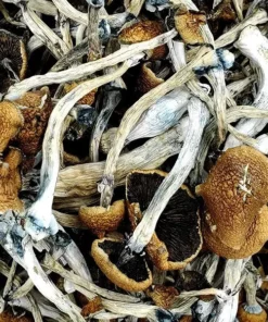 Golden Emperor Magic Mushrooms