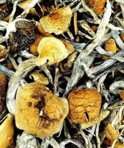 Tosohatchee Magic Mushrooms