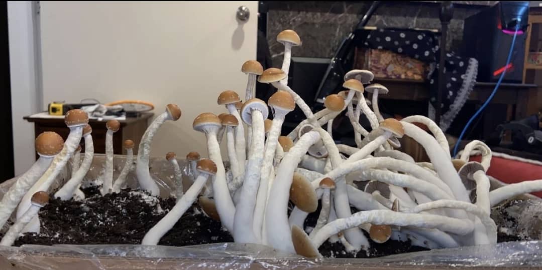 cuban Cubensis mushroom cuban Cubensis mushroom