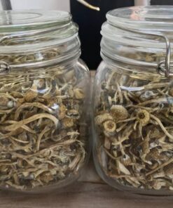 Golden teacher mushroom