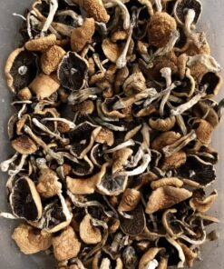 Mazatapec Magic Mushrooms