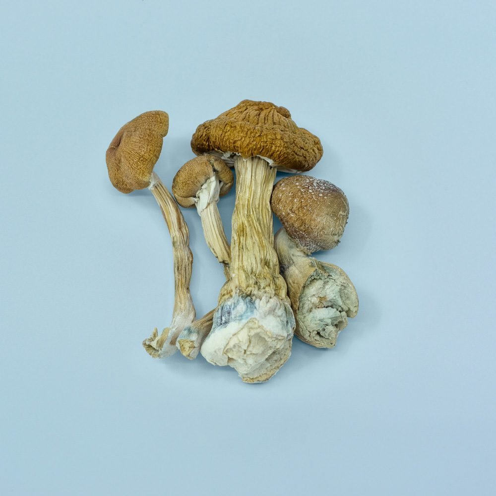 Golden-Teacher-Magic-Mushrooms.jpg