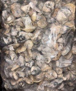 Shrooms | Buy good penis strain | Albino Ape 🦧 always available